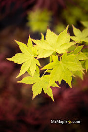 - Acer palmatum 'Tsuchigumo' Japanese Maple - Mr Maple │ Buy Japanese Maple Trees