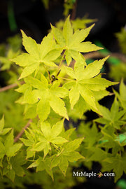 - Acer palmatum 'Tsuchigumo' Japanese Maple - Mr Maple │ Buy Japanese Maple Trees