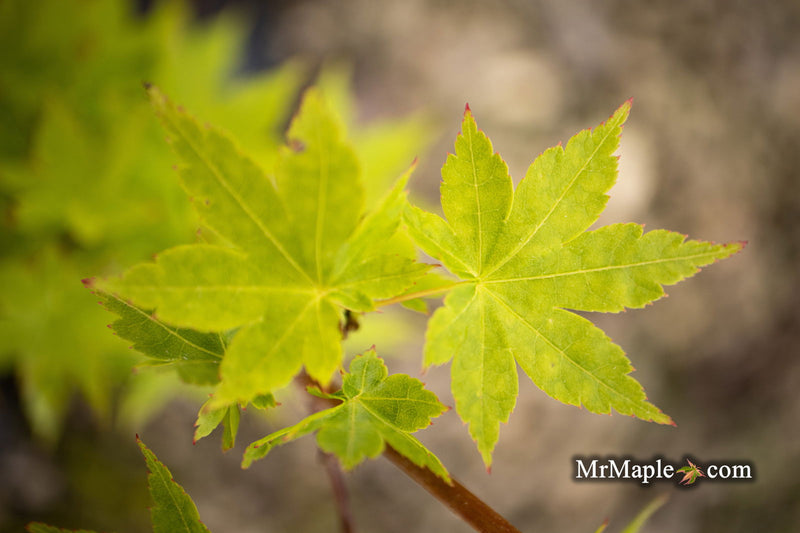 - Acer palmatum 'Tsuchigumo' Japanese Maple - Mr Maple │ Buy Japanese Maple Trees