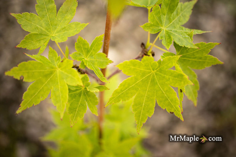 - Acer palmatum 'Tsuchigumo' Japanese Maple - Mr Maple │ Buy Japanese Maple Trees