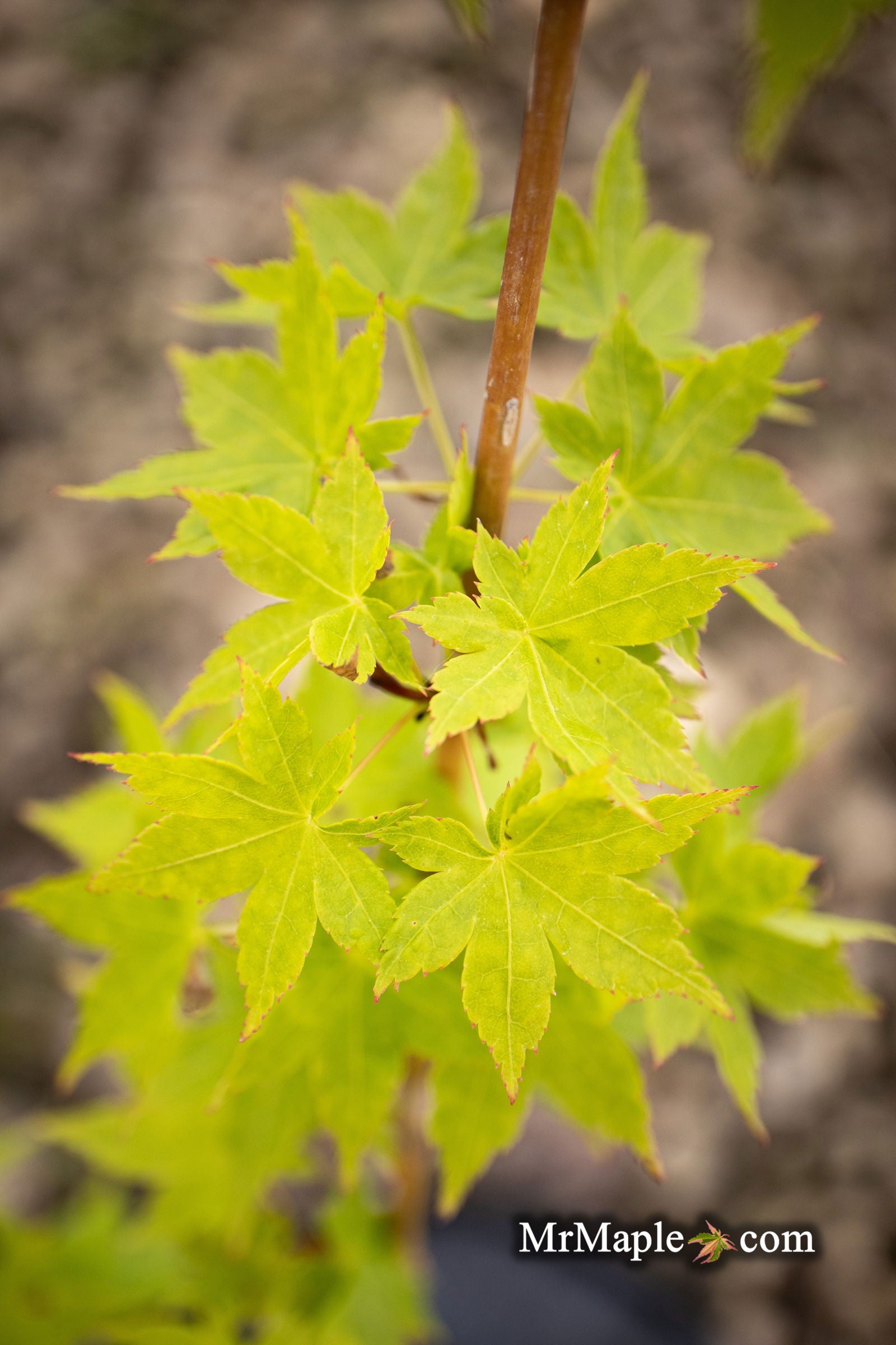 Buy Acer palmatum 'Tsukushigumo' Japanese Maple — Mr Maple │ Buy
