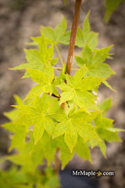 - Acer palmatum 'Tsuchigumo' Japanese Maple - Mr Maple │ Buy Japanese Maple Trees