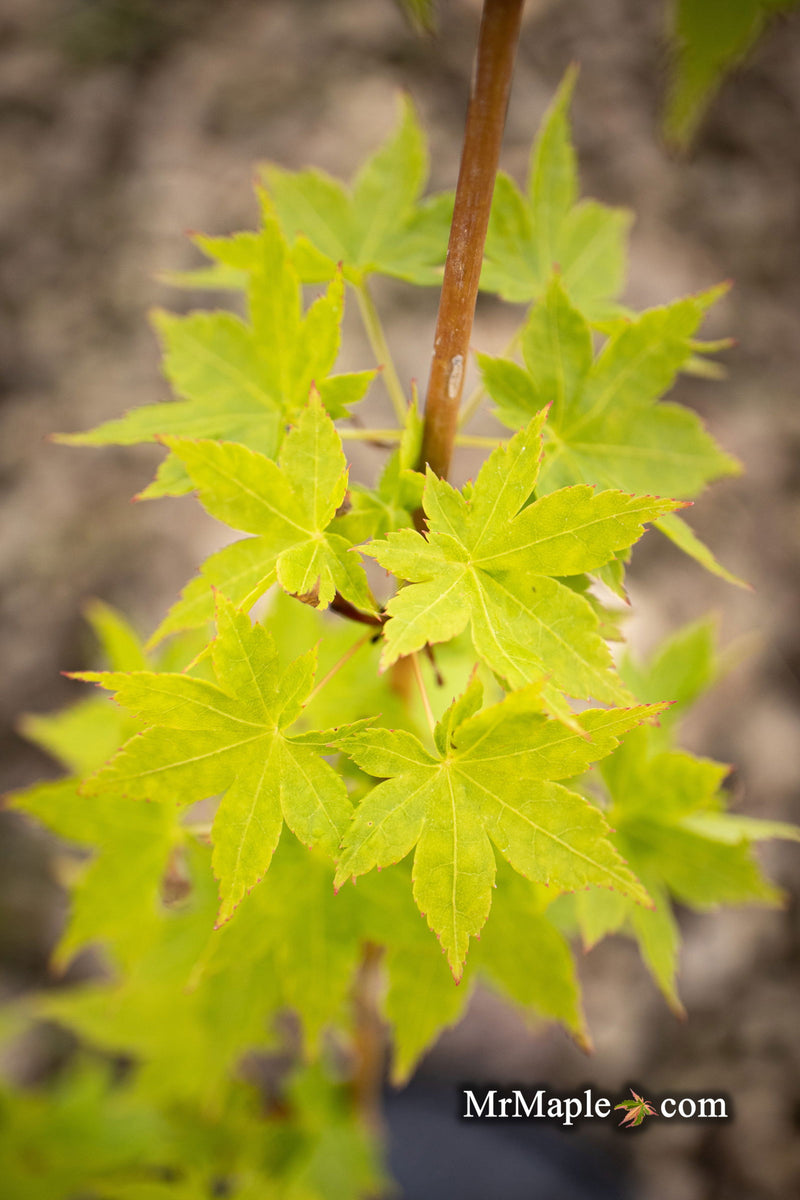 - Acer palmatum 'Tsuchigumo' Japanese Maple - Mr Maple │ Buy Japanese Maple Trees