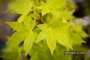 - Acer palmatum 'Tsuchigumo' Japanese Maple - Mr Maple │ Buy Japanese Maple Trees