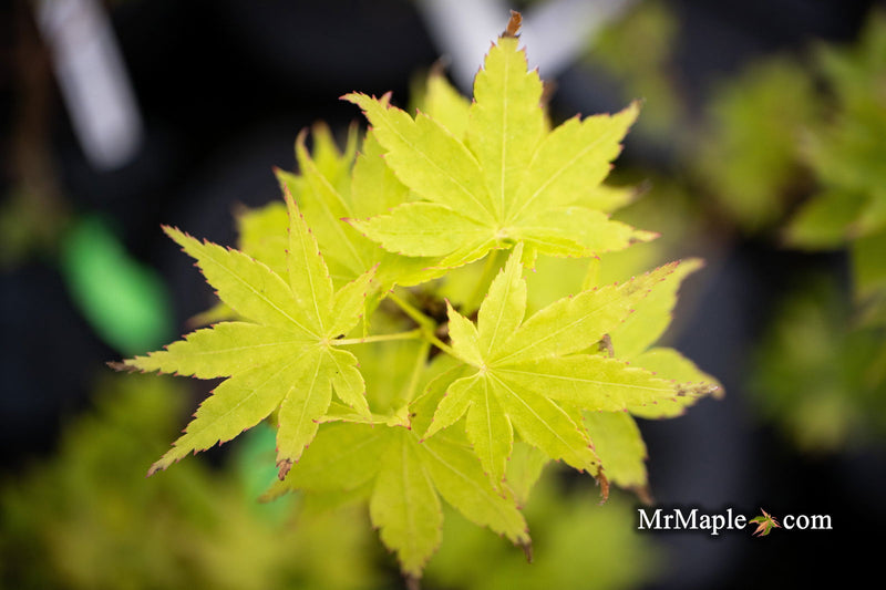 - Acer palmatum 'Tsuchigumo' Japanese Maple - Mr Maple │ Buy Japanese Maple Trees