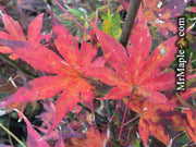 - Acer palmatum 'Tsukabane' Japanese Maple - Mr Maple │ Buy Japanese Maple Trees