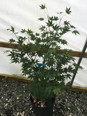 - Acer palmatum 'Tsukabane' Japanese Maple - Mr Maple │ Buy Japanese Maple Trees