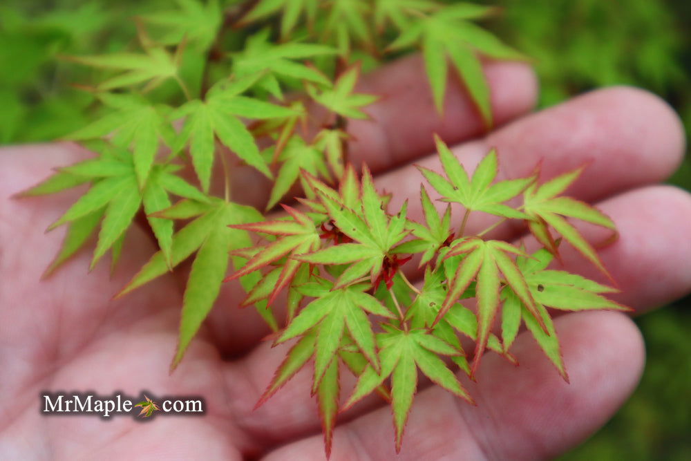 Buy Acer palmatum 'Tsukasa Dwarf' Japanese Maple — Mr Maple │ Buy