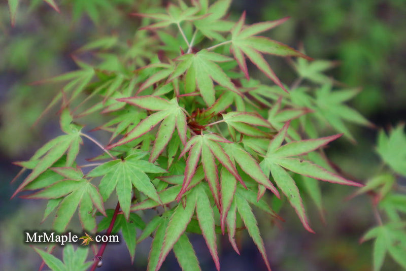 - Acer palmatum 'Tsukasa Dwarf' Japanese Maple - Mr Maple │ Buy Japanese Maple Trees