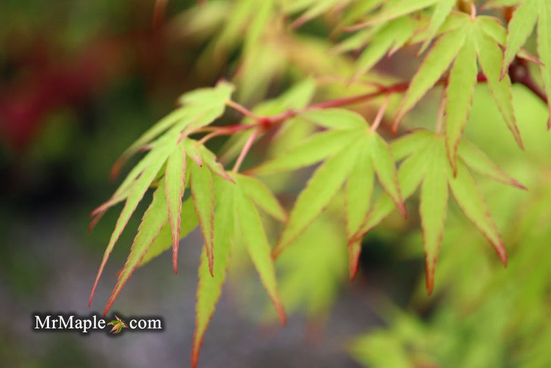 - Acer palmatum 'Tsukasa Dwarf' Japanese Maple - Mr Maple │ Buy Japanese Maple Trees