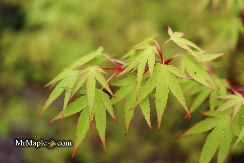 - Acer palmatum 'Tsukasa Dwarf' Japanese Maple - Mr Maple │ Buy Japanese Maple Trees