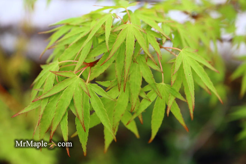 - Acer palmatum 'Tsukasa Dwarf' Japanese Maple - Mr Maple │ Buy Japanese Maple Trees
