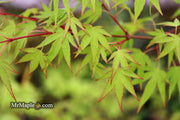 - Acer palmatum 'Tsukasa Dwarf' Japanese Maple - Mr Maple │ Buy Japanese Maple Trees