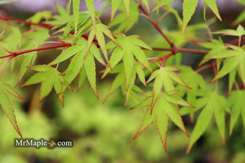 - Acer palmatum 'Tsukasa Dwarf' Japanese Maple - Mr Maple │ Buy Japanese Maple Trees
