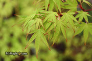 - Acer palmatum 'Tsukasa Dwarf' Japanese Maple - Mr Maple │ Buy Japanese Maple Trees