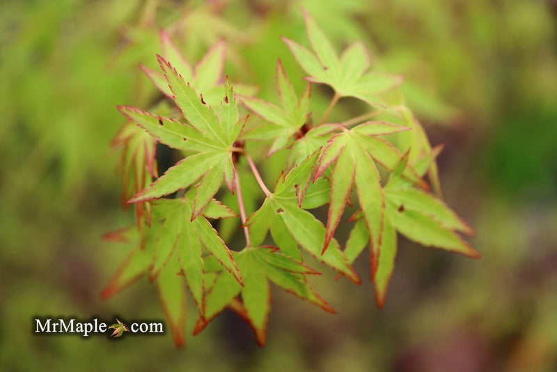 - Acer palmatum 'Tsukasa Dwarf' Japanese Maple - Mr Maple │ Buy Japanese Maple Trees