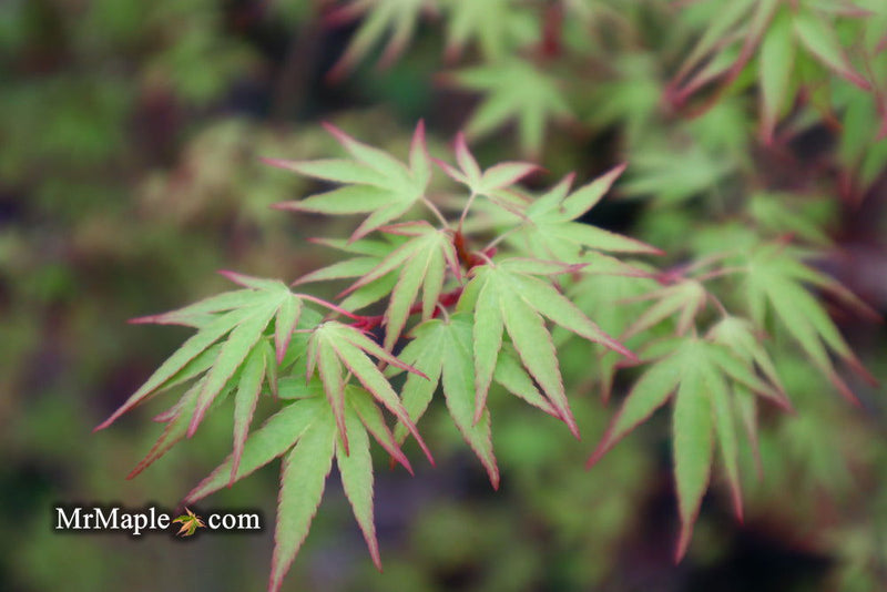 - Acer palmatum 'Tsukasa Dwarf' Japanese Maple - Mr Maple │ Buy Japanese Maple Trees