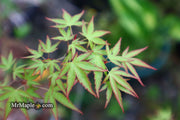 - Acer palmatum 'Tsukasa Dwarf' Japanese Maple - Mr Maple │ Buy Japanese Maple Trees