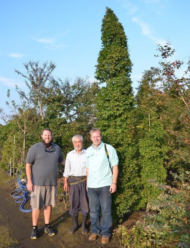 Buy Acer palmatum 'Tsukasa Silhouette' Columnar Japanese Maple