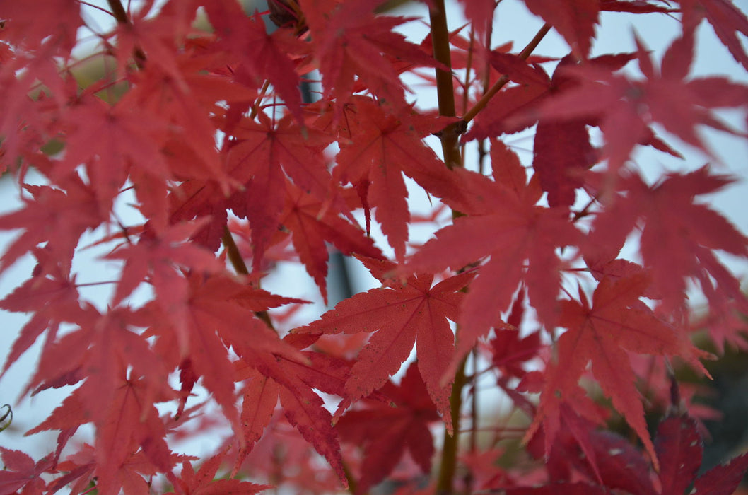 - Acer palmatum 'Tsukasa Silhouette' Columnar Japanese Maple - Mr Maple │ Buy Japanese Maple Trees