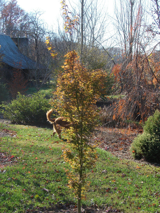 - Acer palmatum 'Tsukasa Silhouette' Columnar Japanese Maple - Mr Maple │ Buy Japanese Maple Trees