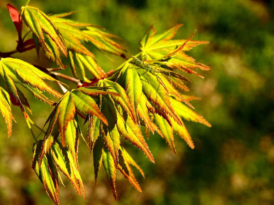 - Acer palmatum 'Tsukasa Silhouette' Columnar Japanese Maple - Mr Maple │ Buy Japanese Maple Trees