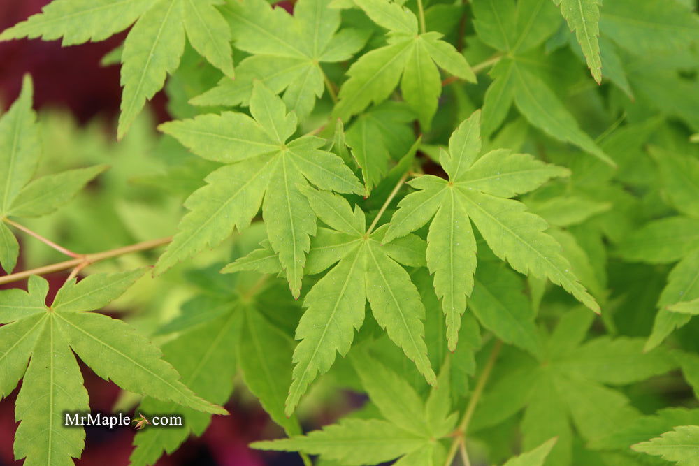 - Acer palmatum 'Tsukasa Silhouette' Columnar Japanese Maple - Mr Maple │ Buy Japanese Maple Trees