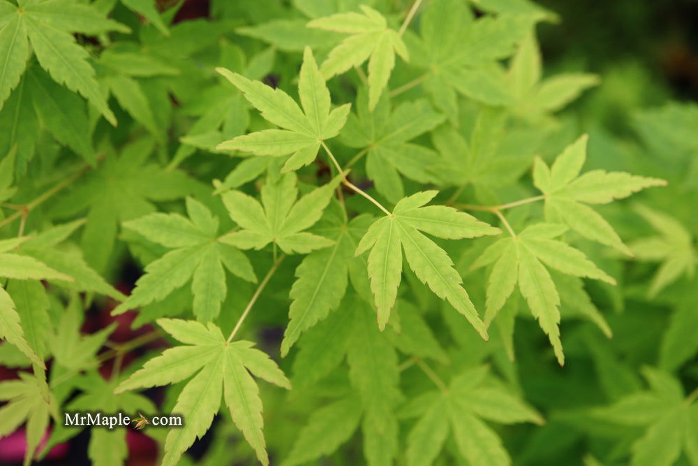 Buy Acer palmatum 'Tsukasa Silhouette' Columnar Japanese Maple