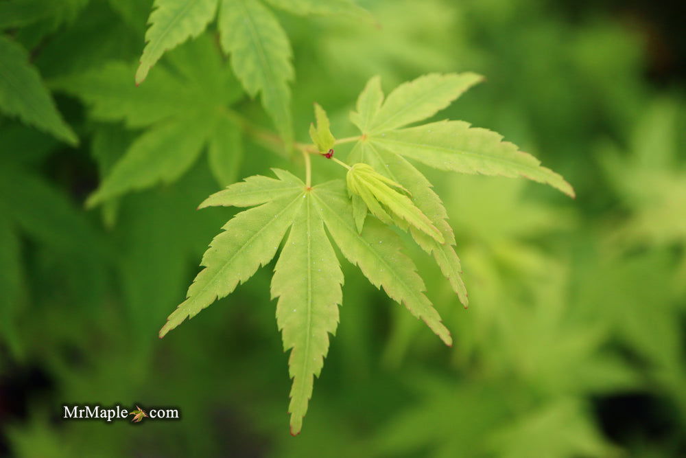 - Acer palmatum 'Tsukasa Silhouette' Columnar Japanese Maple - Mr Maple │ Buy Japanese Maple Trees