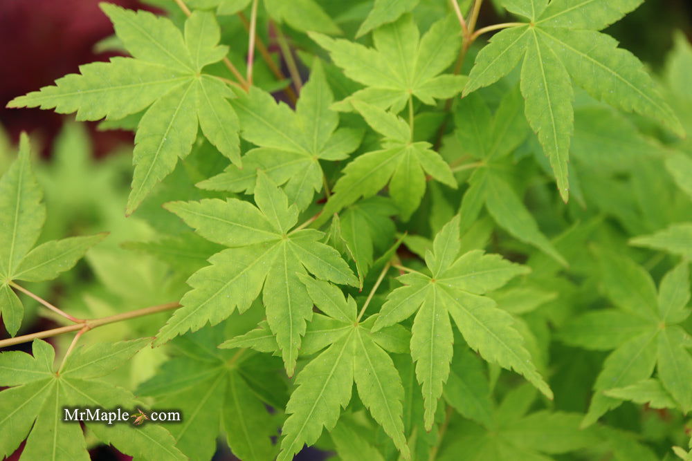 - Acer palmatum 'Tsukasa Silhouette' Columnar Japanese Maple - Mr Maple │ Buy Japanese Maple Trees