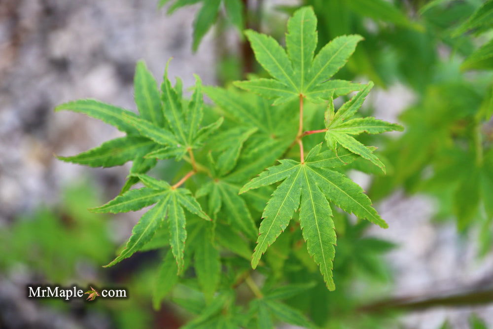 - Acer palmatum 'Tsukasa Silhouette' Columnar Japanese Maple - Mr Maple │ Buy Japanese Maple Trees