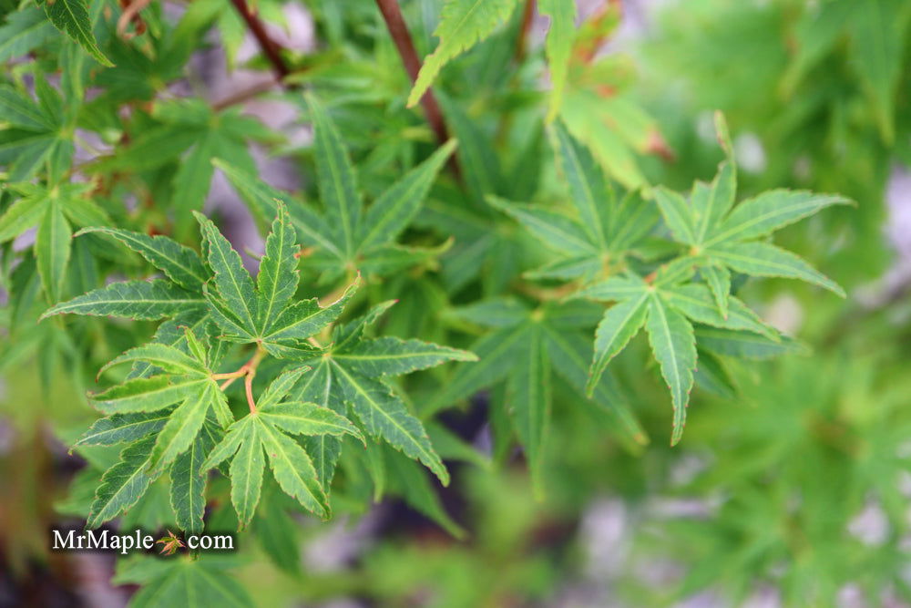 - Acer palmatum 'Tsukasa Silhouette' Columnar Japanese Maple - Mr Maple │ Buy Japanese Maple Trees