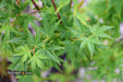 - Acer palmatum 'Tsukasa Silhouette' Columnar Japanese Maple - Mr Maple │ Buy Japanese Maple Trees