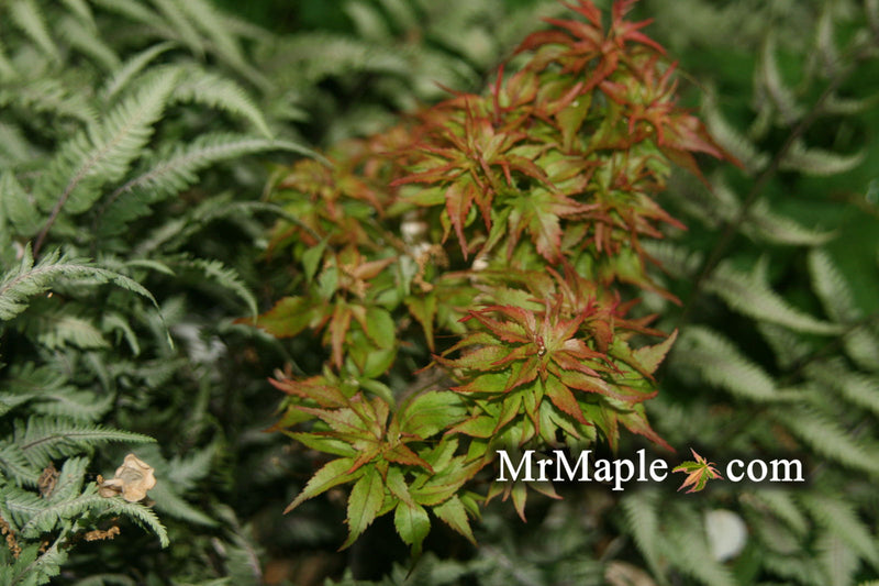 - Acer palmatum 'Tsukumo' Miniature Japanese Maple - Mr Maple │ Buy Japanese Maple Trees