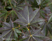 - Acer palmatum 'Tsukushigata' Japanese Maple - Mr Maple │ Buy Japanese Maple Trees