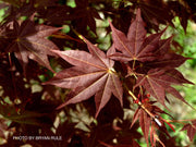 - Acer palmatum 'Tsukushigata' Japanese Maple - Mr Maple │ Buy Japanese Maple Trees