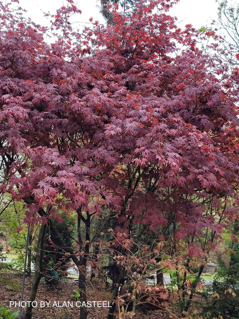 - Acer palmatum 'Tsukushigata' Japanese Maple - Mr Maple │ Buy Japanese Maple Trees