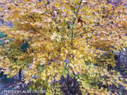 - Acer palmatum 'Tsukushigata' Japanese Maple - Mr Maple │ Buy Japanese Maple Trees