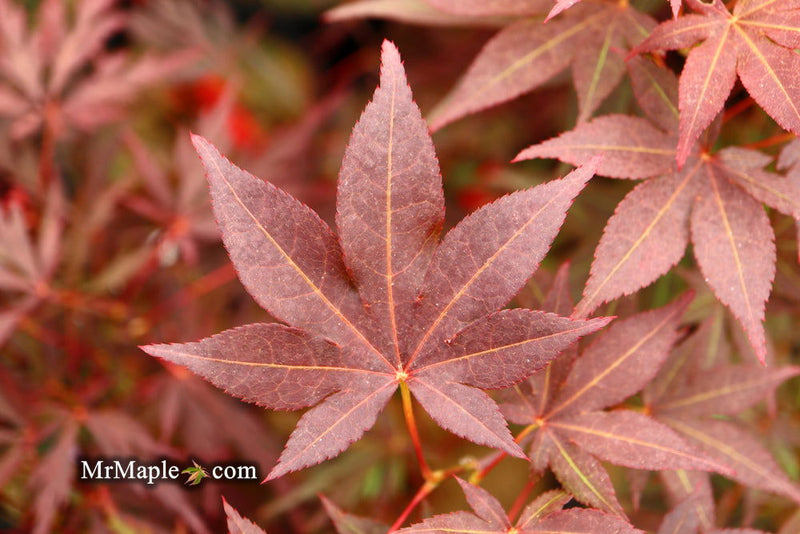 - Acer palmatum 'Tsukushigata' Japanese Maple - Mr Maple │ Buy Japanese Maple Trees