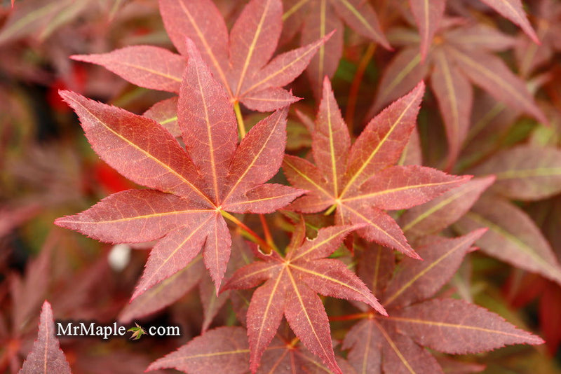 - Acer palmatum 'Tsukushigata' Japanese Maple - Mr Maple │ Buy Japanese Maple Trees