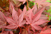 - Acer palmatum 'Tsukushigata' Japanese Maple - Mr Maple │ Buy Japanese Maple Trees