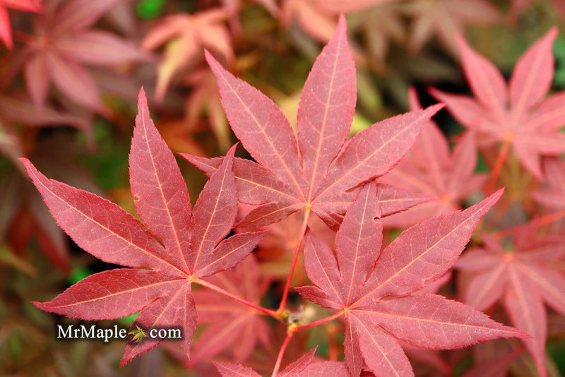 - Acer palmatum 'Tsukushigata' Japanese Maple - Mr Maple │ Buy Japanese Maple Trees