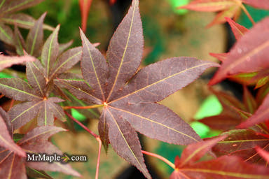 - Acer palmatum 'Tsukushigata' Japanese Maple - Mr Maple │ Buy Japanese Maple Trees