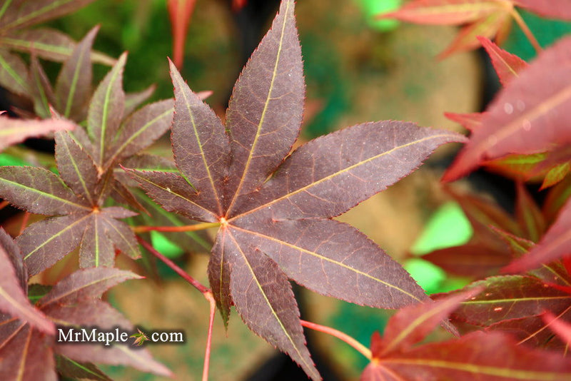 - Acer palmatum 'Tsukushigata' Japanese Maple - Mr Maple │ Buy Japanese Maple Trees