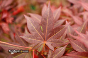 - Acer palmatum 'Tsukushigata' Japanese Maple - Mr Maple │ Buy Japanese Maple Trees