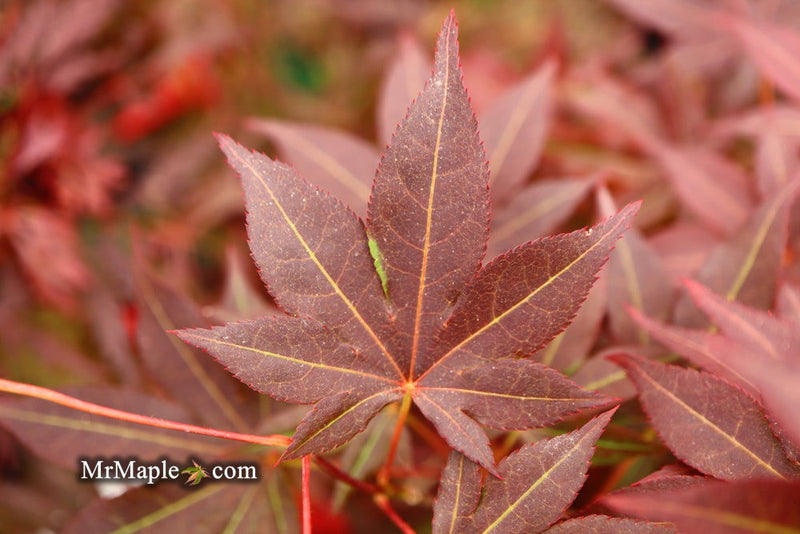 - Acer palmatum 'Tsukushigata' Japanese Maple - Mr Maple │ Buy Japanese Maple Trees