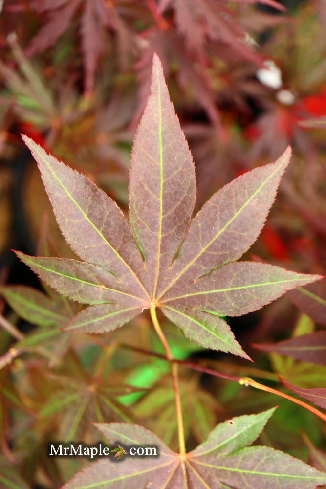- Acer palmatum 'Tsukushigata' Japanese Maple - Mr Maple │ Buy Japanese Maple Trees