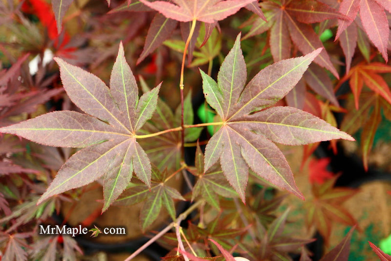 - Acer palmatum 'Tsukushigata' Japanese Maple - Mr Maple │ Buy Japanese Maple Trees