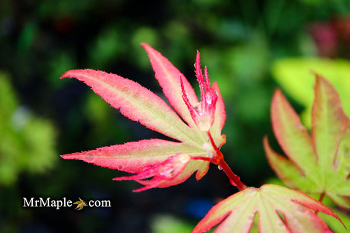 - Acer palmatum 'Tsuma beni' Japanese Maple - Mr Maple │ Buy Japanese Maple Trees