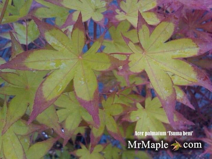 - Acer palmatum 'Tsuma beni' Japanese Maple - Mr Maple │ Buy Japanese Maple Trees